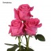 Роза 1 шт. (50 см), цвет в ассортименте